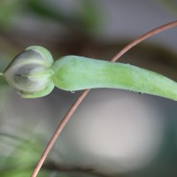 Ipomoea muricata (L.) Jacq.